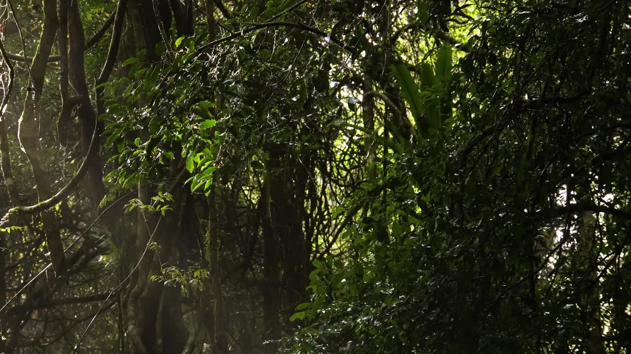 Raggi di sole che penetrano la vegetazione lussureggiante di una foresta