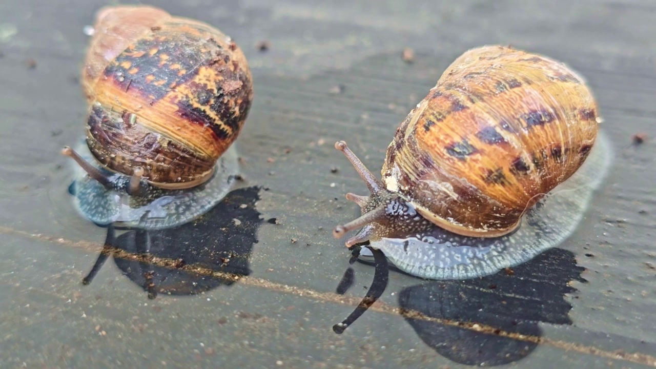 Two garden snails extend their antennae on a wet wooden surface after rain