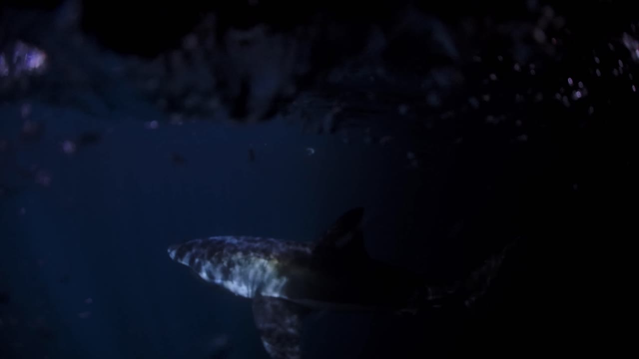 большая белая акула ночью на островах нептуна южная австралия 4k 75fps