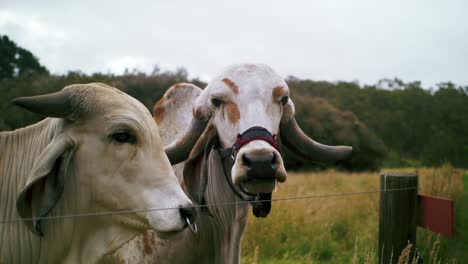 Two-Indian-cows-behind-wire-fence,-Hare-Krishna-Valley,-Australia