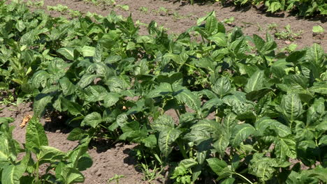 cowpea plantation in agricultural fields