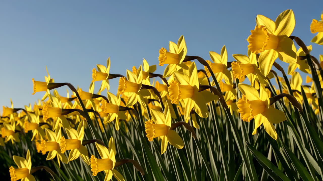 Field of Yellow Daffodils under a Sunny Sky