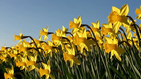 field of yellow daffodils under a sunny sky