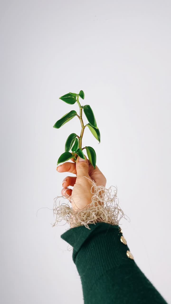 Hand holding a small plant