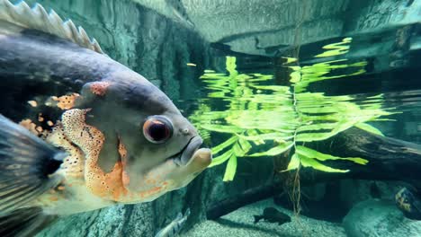 freshwater fish, close up shot of tiger oscar, astronotus ocellatus swimming and floating in aquarium water tank at singapore safari river wonders, mandai zoo