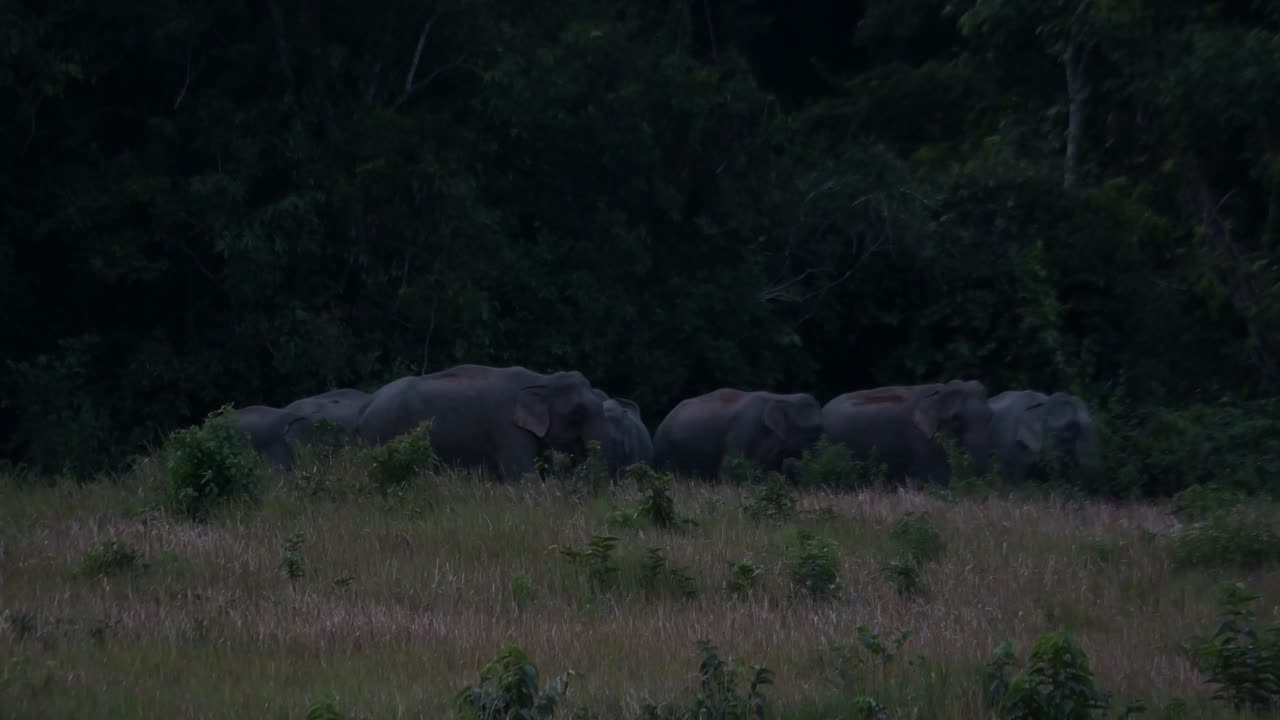 그룹화 된 다음 그들은 오른쪽으로 이동하여 작은 코끼리를 남겨두고 인도 코끼리 elephas maximus indicus, 태국을 따랐습니다.