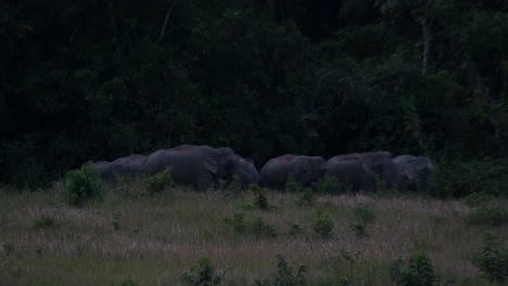 seen grouping together then they moved to the right leaving a small elephant behind then it followed, indian elephant elephas maximus indicus, thailand