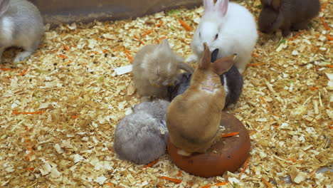 conejos de diversas especies y colores de pelaje se reúnen estrechamente en un refugio saltando sobre materiales triturados y astillas de madera o aserradura