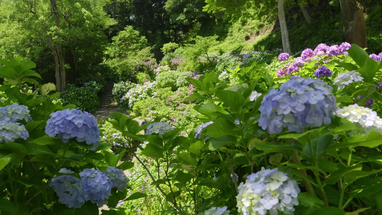 Slow sideways slider over beautiful full blooming hydrangea in green nature