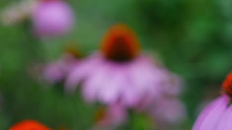 red spiny central disk with pink petals of blooming coneflowers in the field