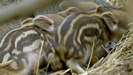 close up shot: sleeping group of cute baby boars in hay at barn during daytime