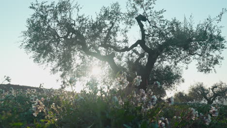 Lush-white-flowers,-sunbeam-shining-through-beautiful-big-tree