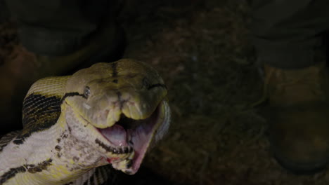 reticulated python eating a large mammal wrapped up in powerful grip