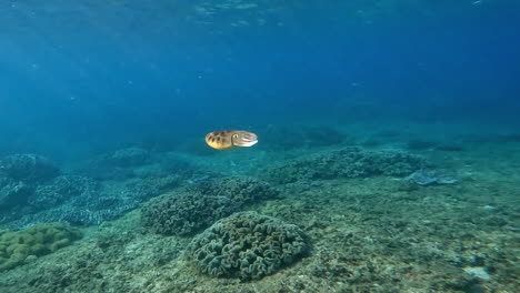 Lebhafte-Tintenfischtänze-In-Morgenfarben,-Bezauberndes-Unterwasserspektakel