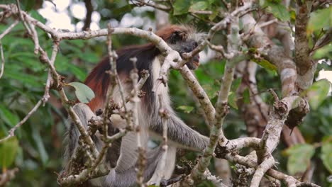 red colobus monkey in jozani forest, zanzibar