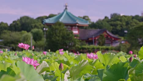 beautiful lotus flowers in tokyo ueno benten-do temple