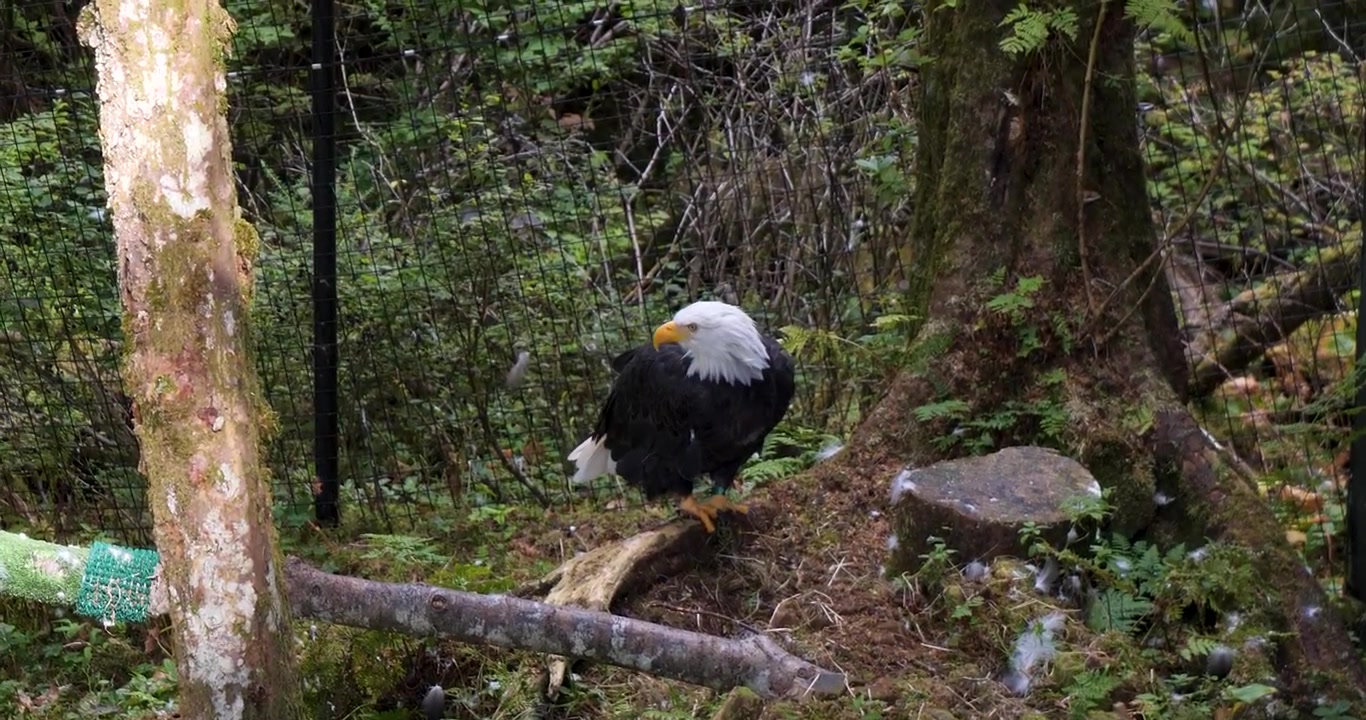 Beautiful Adult Bald eagle,Sitka, Alaska.