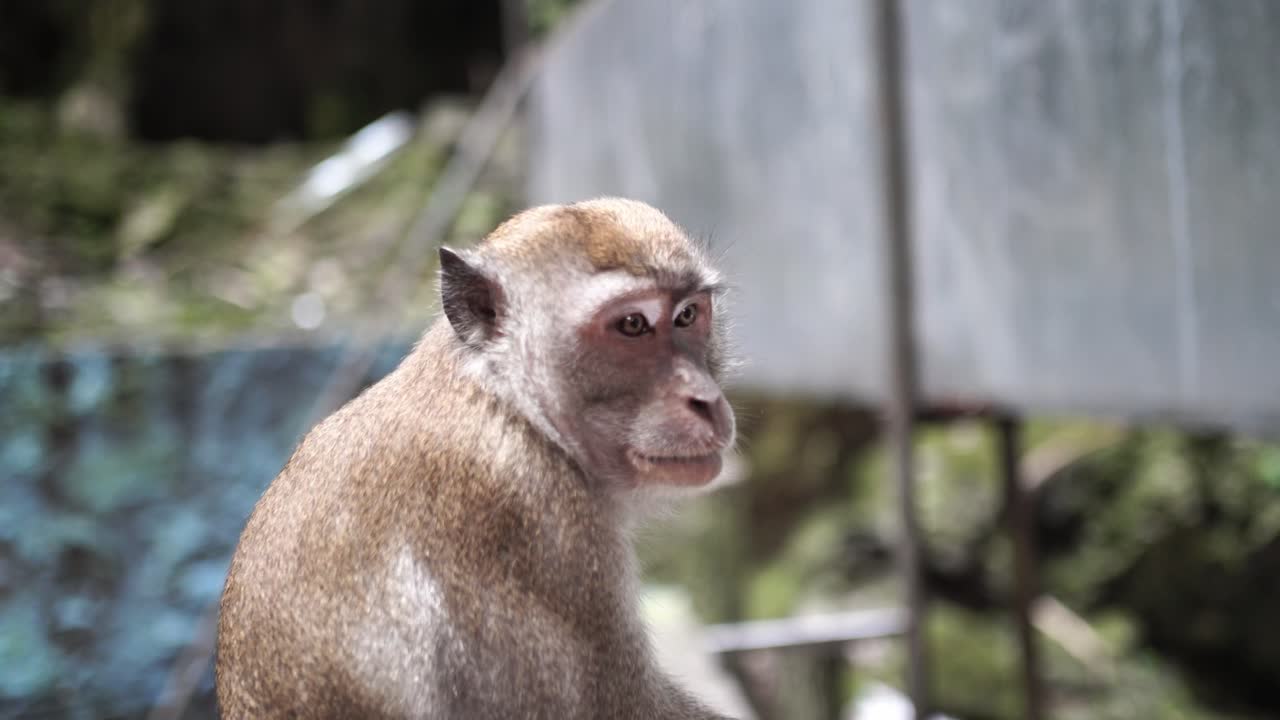 un mono macaco de cola larga sentado en una valla en las cuevas de batu en malasia