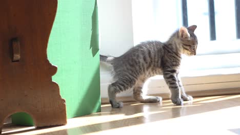 dos gatitos de alrededor de siete semanas jugando y peleando entre ellos bajo el sol dentro de una casa