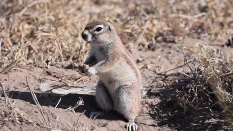 Erdhörnchen,-Das-Auf-Füßen-Steht-Und-Am-Zentralen-Kalahari-Spielreservat-Schnüffelt