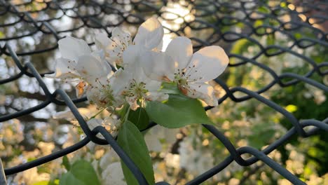 flores blancas a través de la valla de tela metálica