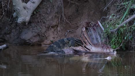 Monitor-De-Agua-Asiático,-Varanus-Salvator,-Tailandia