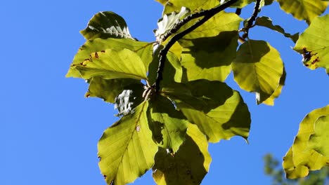 closeup of beech leaves in early autumn. uk