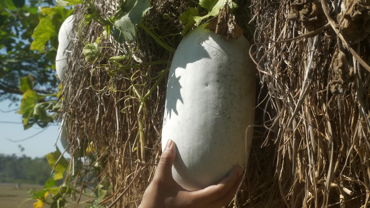 Closeup of a hand gently touching an ash gourd (winter melon) growing in a green farm