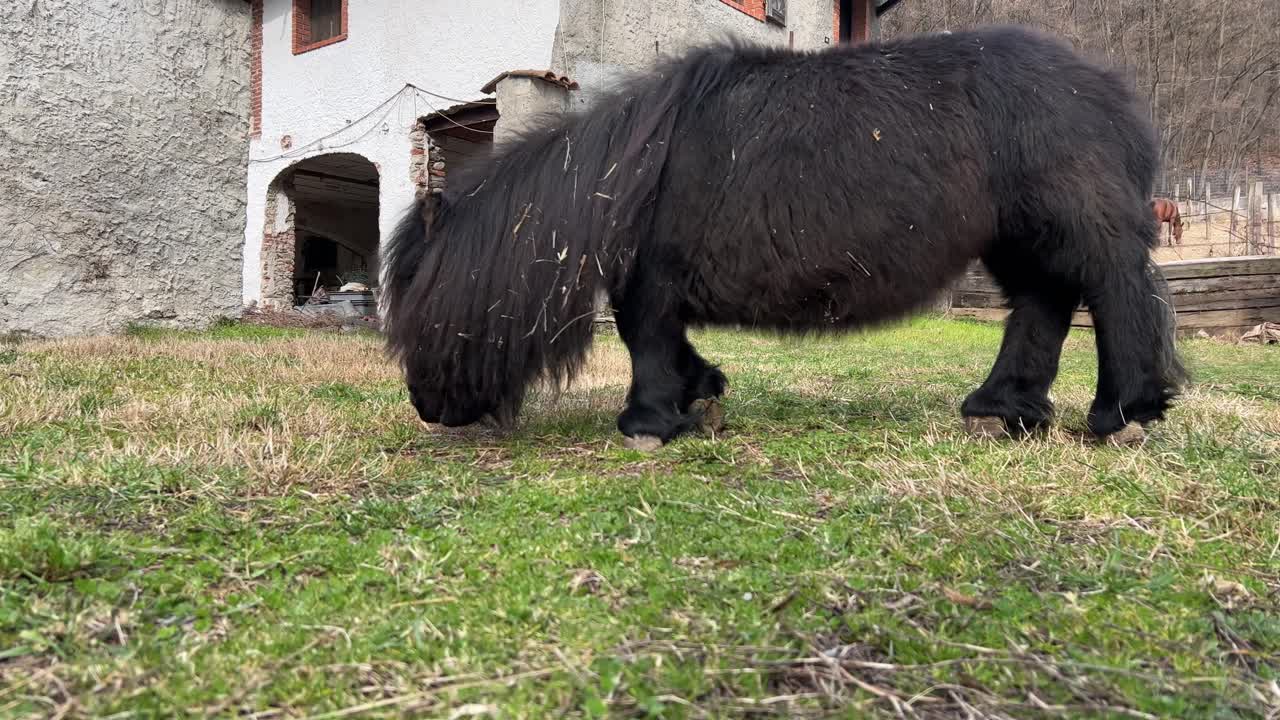 poni negro con discapacidad de piernas cortas comiendo hierba al aire libre