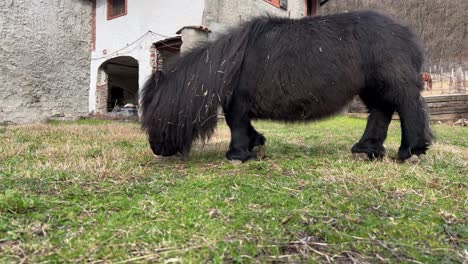 Schwarzes-Pony-Mit-Behinderung-An-Kurzen-Beinen,-Das-Im-Freien-Gras-Frisst