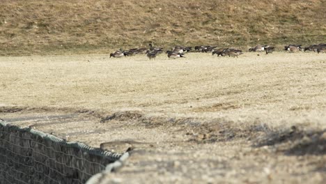 Entenschwarm,-Der-Auf-Dem-Ruhenden-Wintergras-Weidet