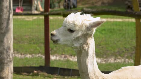 closeup of a freshly shaved white male alpaca turning his head at an alpaca farm