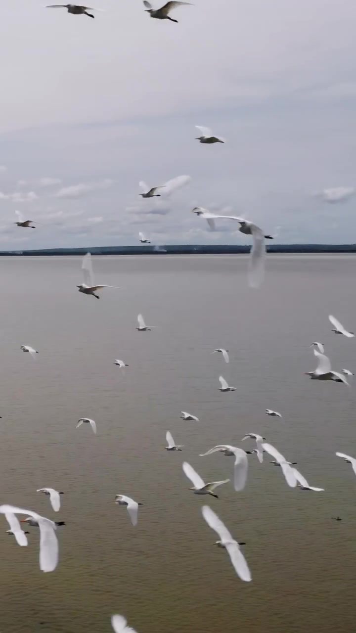 Aerial Flock White Gulls Over Estuary. Cinematic Drone Perspective Captures Dozens Of Seabirds Wheeling