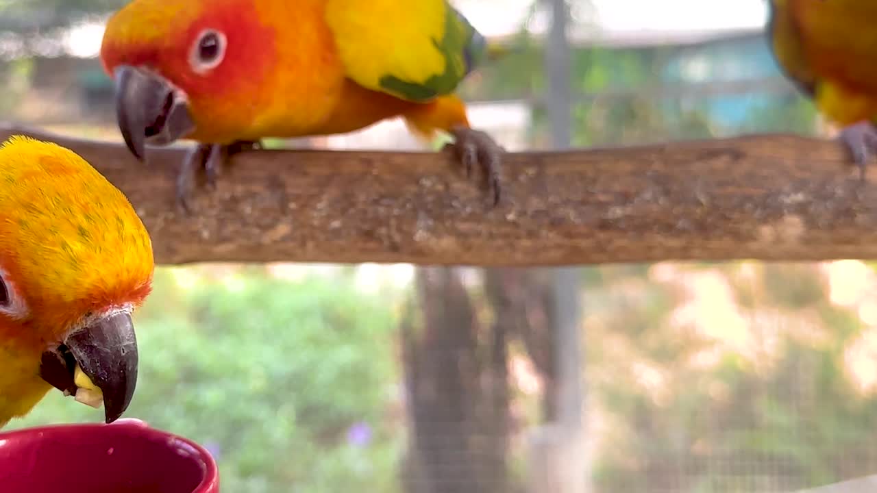Parrots Eating