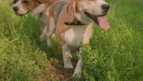 close up of two dogs on leash walking with their owner along dirt path in grassy field, dogs looking curious and exploring surroundings with their tails wagging, background featuring tall grass