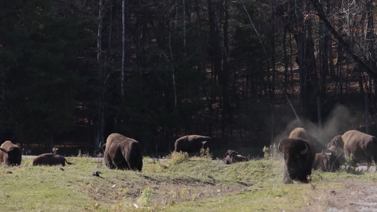 toro bisonte che scuote la polvere dalla sua pelliccia slomo