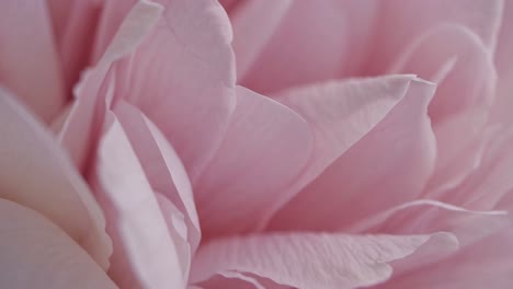 Close-up video of soft pink petals, capturing delicate textures and gentle curves
