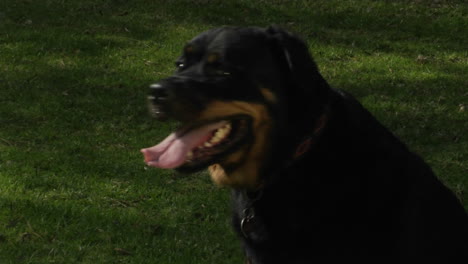 A-black-dog-pants-as-he-sits-on-the-grass-and-then-walks-away