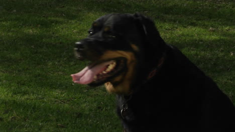 un perro negro jadea mientras se sienta en la hierba y luego se aleja