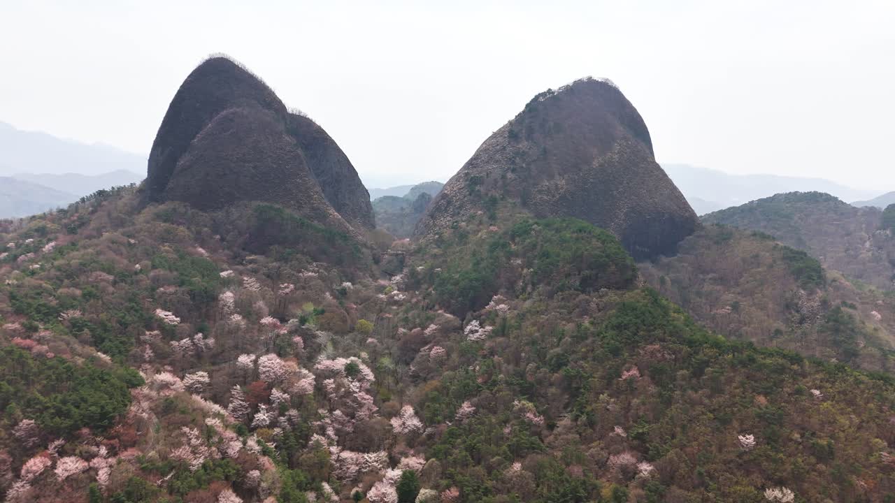 Mountain Landscape with Cherry Blossoms