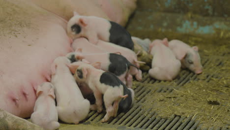 newborn piglets sucking on teats for milk of big mother sow in pigsty