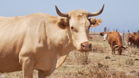 Foto-De-Viaje-De-Una-Vaca-Blanca-Comiendo-Y-Mirando-A-La-Cámara