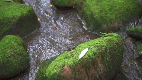 hermosas rocas cubiertas de musgo en la corriente del río a cámara lenta