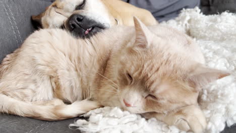 cat and dog cuddling on a couch