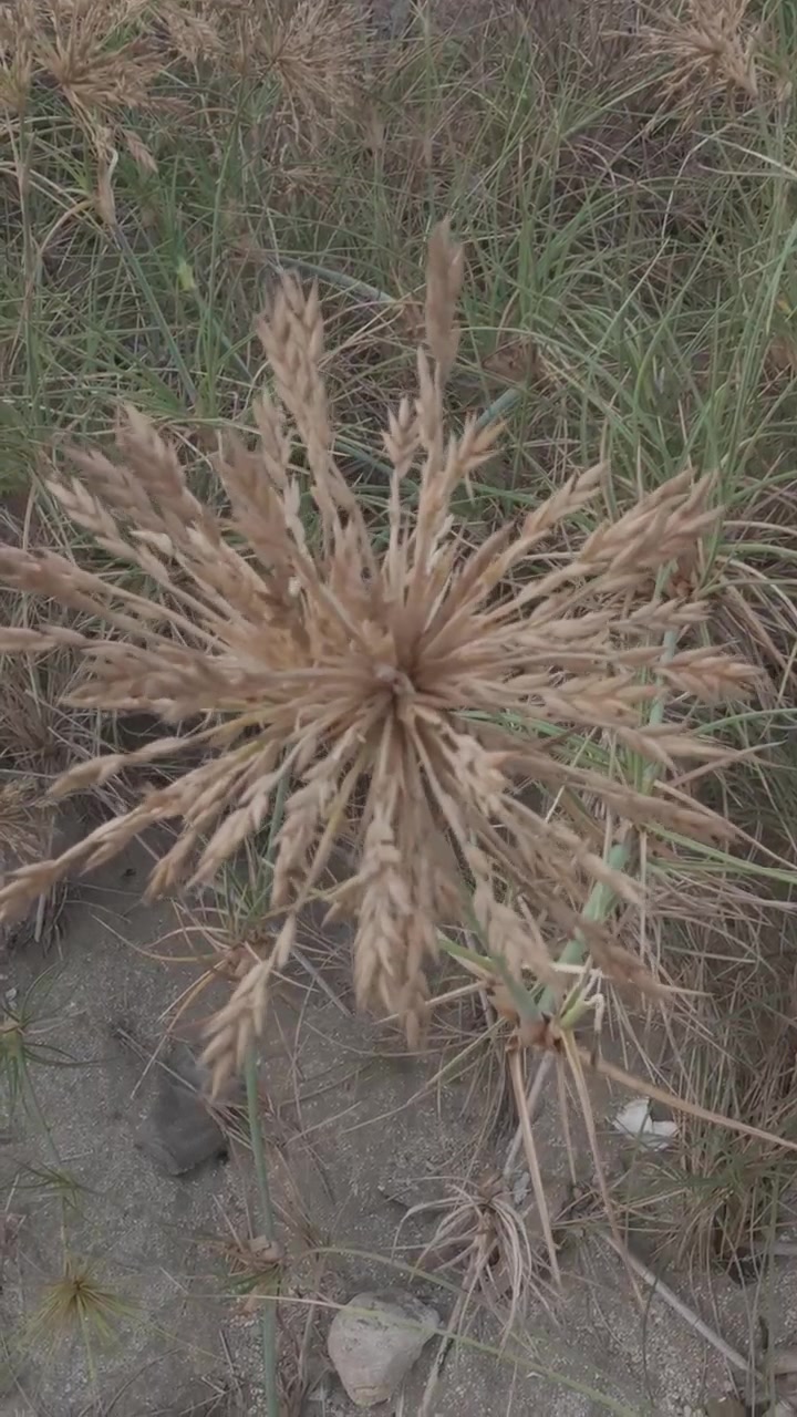 Primo piano di erba selvatica da spiaggia che cresce sulla sabbia