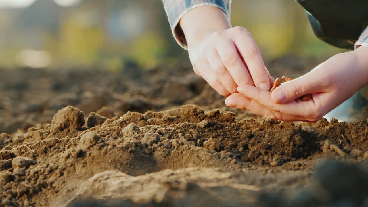 las manos de los granjeros están plantando granos en el nuevo concepto de vida del suelo