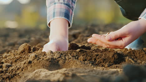 as mãos do agricultor estão plantando grãos no novo conceito de vida do solo