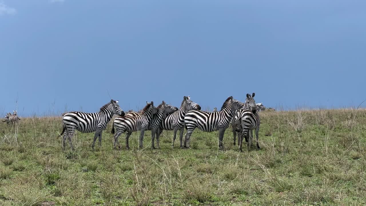 탄자니아의 세렌게티 국립공원 (serengeti national park) 에 있는 그랜트 제브라 (equus quagga boehmi) 집단.