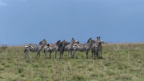 grupo de cebras de grant (equus quagga boehmi) en el parque nacional de serengeti, tanzania.