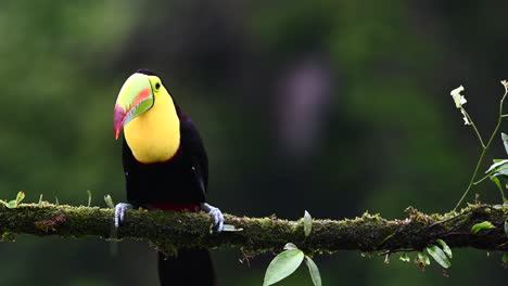 keel-billed toucan perched on branch spitting out a kernel